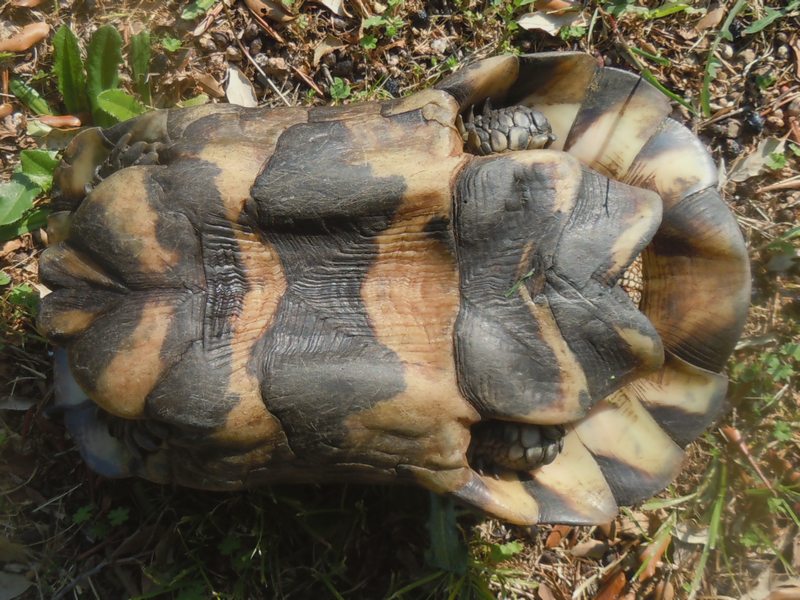 Testudo marginata..